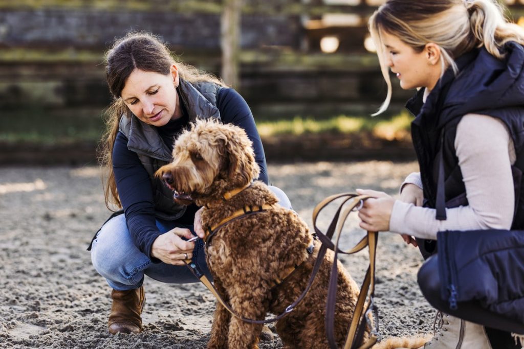 Assistenzhundetrainer Ausbildung Titelbild